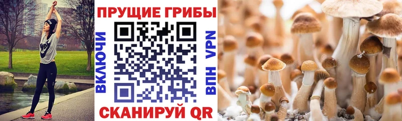 Галлюциногенные грибы мицелий  Бабаево 